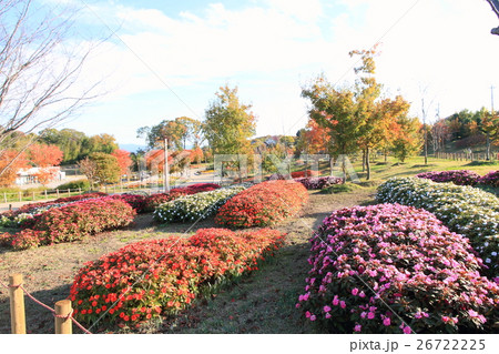 秋の公園 ニューギニアインパチェンスの花 秋の公園 ニューギニアインパチェンスの花 26722225