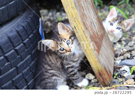 野良猫 かわいい子猫の写真素材