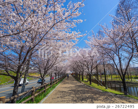 打上川治水緑地の桜並木 26722495