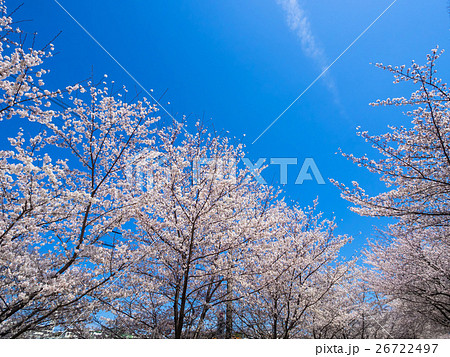 桜並木と青空 26722497