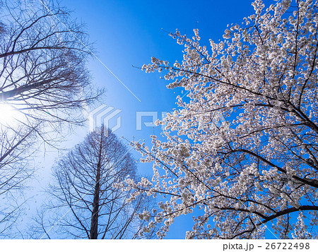 満開の桜と落葉したメタセコイア 26722498