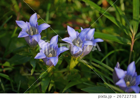 リンドウ 26722738