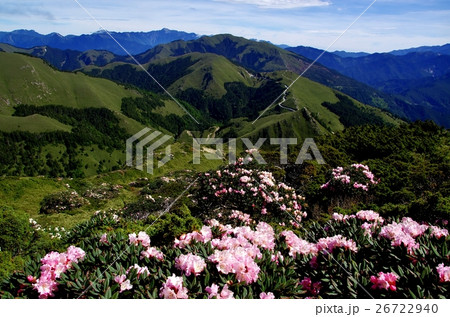 ハクサンシャクナゲ 白山しゃくなげ 白山シャクナゲ 26722940