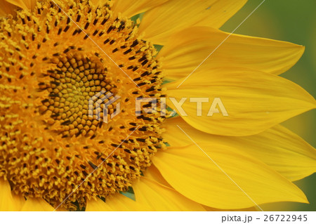 台湾 桃畑 モモ畑 26722945