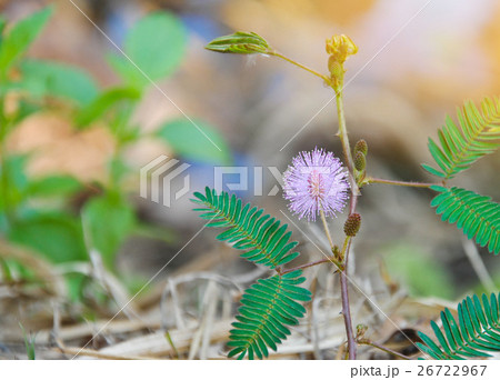 Beautiful flowers mimosa pudica sensitive plant 26722967