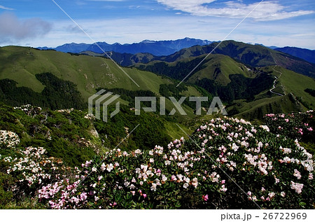 ハクサンシャクナゲ 白山しゃくなげ 白山シャクナゲ 26722969