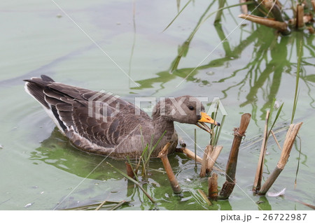 マガン (若鳥) マガン (若鳥) 26722987