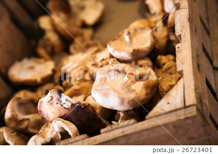 shiitake mushrooms store shiitake mushrooms store 26723401