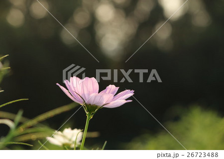 コスモス (センセーション) その12。 Cosmos flower 26723488