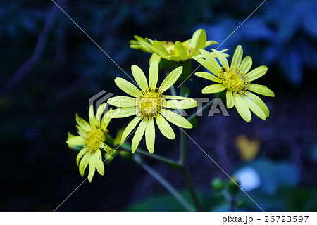 ツワブキの花 ツワブキの花 26723597