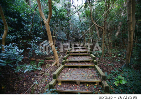 南伊豆 タライ岬 ボードウォークの道 26723598