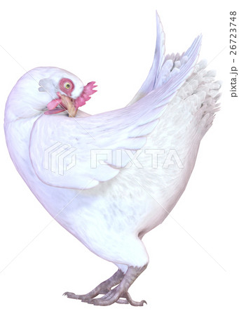 ニワトリ ニワトリ 26723748
