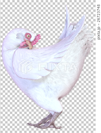 ニワトリ ニワトリ 26723748