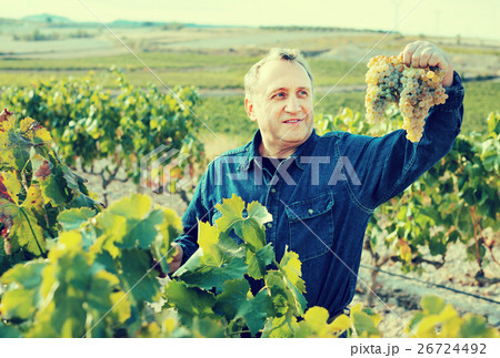 Man holds grapes cluster 26724492