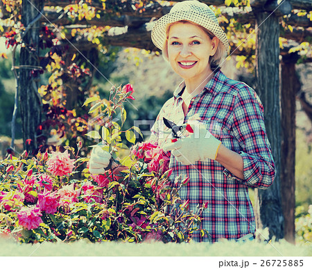 portrait of a lovely senior woman taking care of roses in the garden portrait of a lovely senior woman taking care of roses in the garden 26725885
