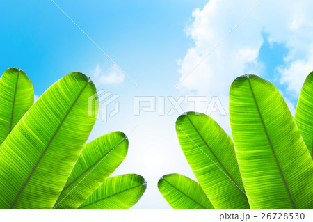 Banana on a background of bright sky with clouds Banana on a background of bright sky with clouds 26728530