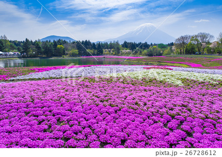富士芝桜まつり 富士芝桜まつり 26728612