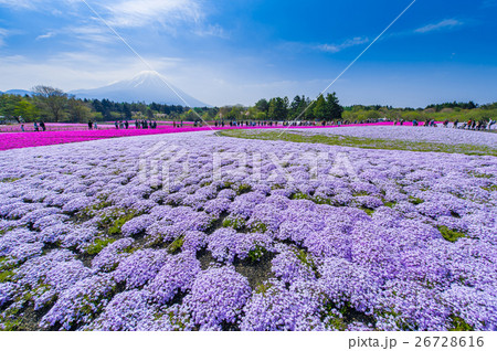 富士芝桜まつり 26728616
