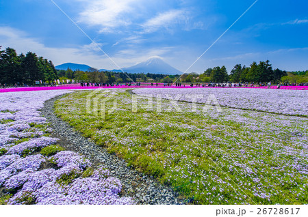 富士芝桜まつり 26728617