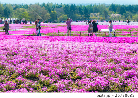 富士芝桜まつり 富士芝桜まつり 26728635