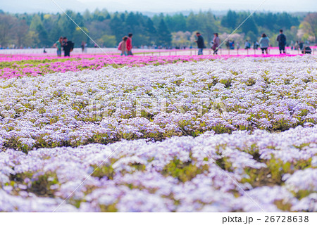 富士芝桜まつり 26728638