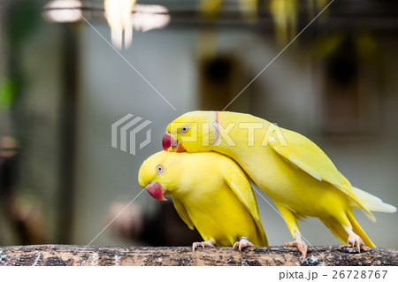 Portrait of couple rose ring parakeet bird  26728767