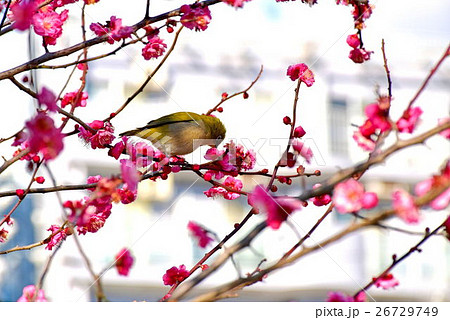 梅の花の蜜を吸うメジロの写真素材