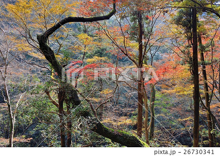 くの字に曲がる古木と紅葉の趣き 26730341