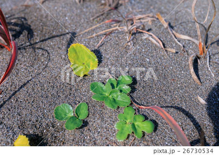 九十九里浜のハマボウフウ 九十九里浜のハマボウフウ 26730534