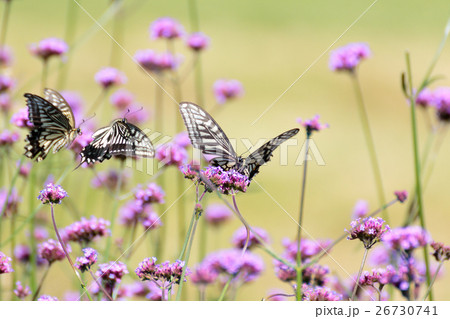 アゲハチョウ(ナミアゲハ) 26730741