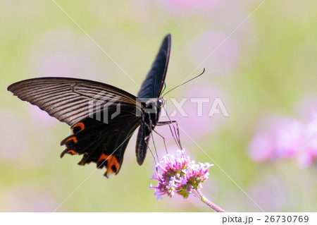 クロアゲハ クロアゲハ 26730769