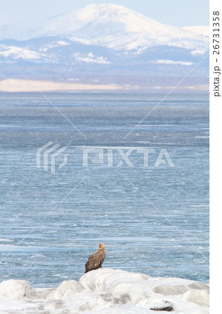 国後島をバックに雪面のオジロワ シ（成鳥） 26731358