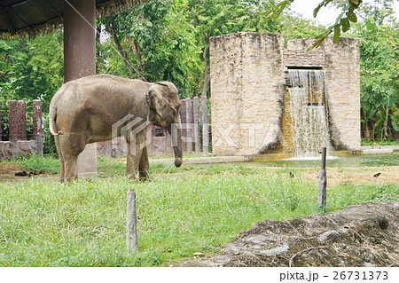 タイ国バンコクのドゥシット動物園の象（Elephant at Dusit Zoo, Bangkok） 26731373