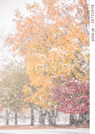秋雪 秋の雪.の写真素材 [26731648] - PIXTA