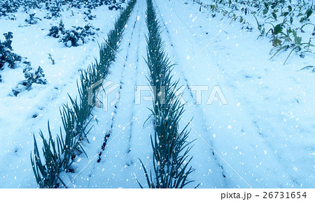 雪 26731654