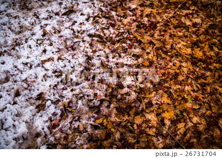 落葉 26731704