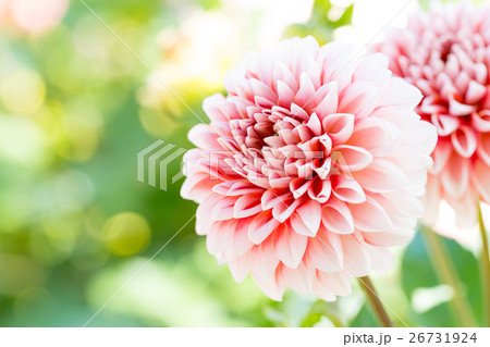 ダリア接写 品種(ペアレディ) 26731924