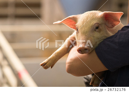 pig at factory 26732176