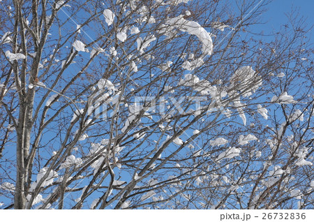 枝にかかる雪 26732836
