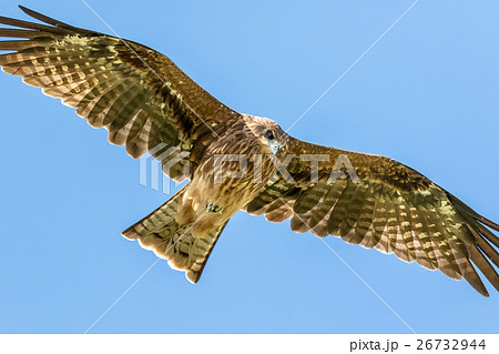 トビの飛翔 26732944