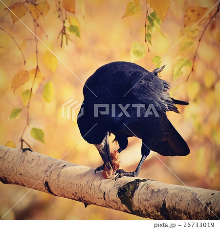 Photo bird - raven / crow (Corvus frugilegus) 26733019