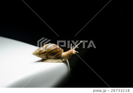 Snail crawling slowly. 26733218