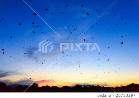 ツバメの塒入りと夕焼け ツバメの塒入りと夕焼け 26733297