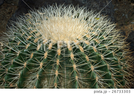 サボテン・白刺金鯱 サボテン・白刺金鯱 26733303