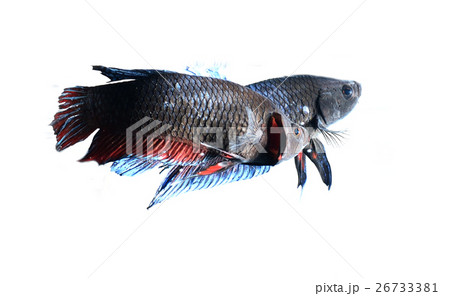 fighting fish fighting fish 26733381