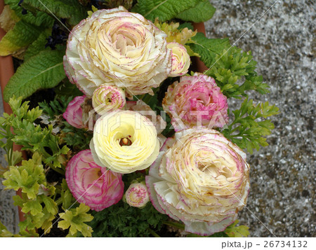 Red pink flowers closeup on green background. 26734132