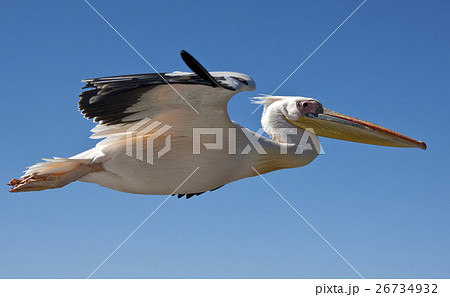 Great White Pelican - Namibia 26734932