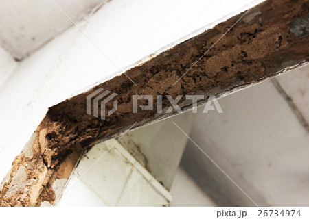 Old termite trail inside house door border 26734974