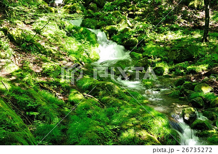 緑溢れる渓流 緑溢れる渓流 26735272