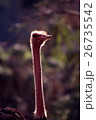 ダチョウの長い首 26735542